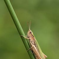 Lesser Marsh Grasshopper 6 